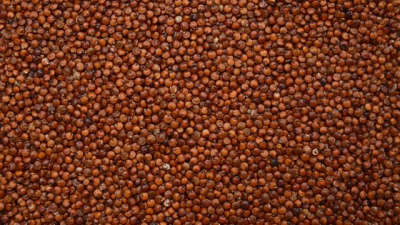 Quinoa - Komosa czerwona