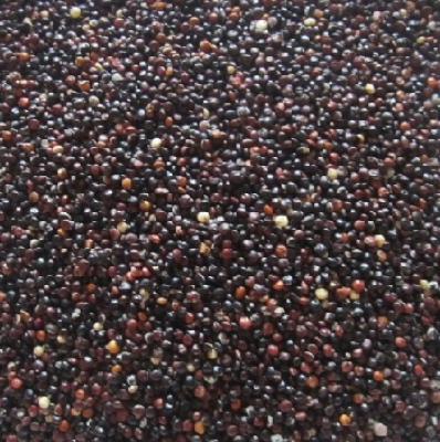 Quinoa czarna - komosa ryżowa