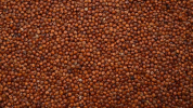 Quinoa - Komosa czerwona worek 25kg