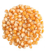 Kukurydza popcorn 40/42 25 kg